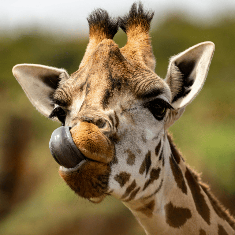 Akron Zoo Partnership