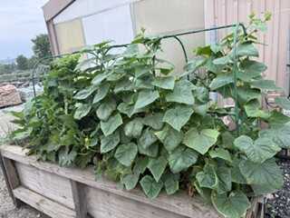 Valley View Garden